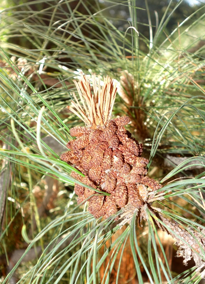 Pinus canariensis - Leaning Pine Arboretum - DSC05844
