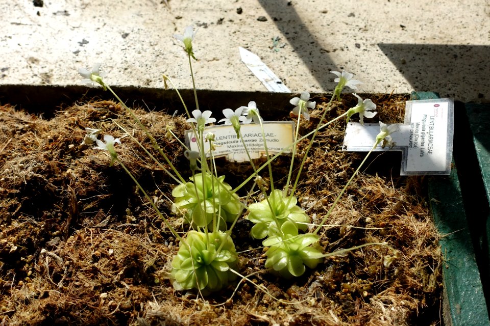 Pinguicula ibarrae - Orto botanico - Rome, Italy - DSC09938