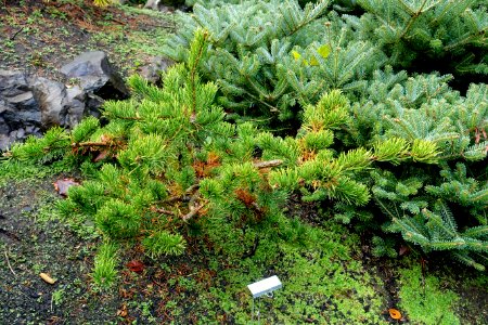 Pinus banksiana 'Skjak Flach' - Oregon Garden - Silverton, Oregon - DSC00266