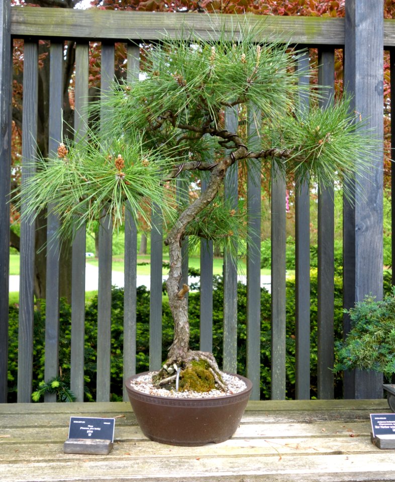 Pinus bonsai - Dawes Arboretum - DSC02997
