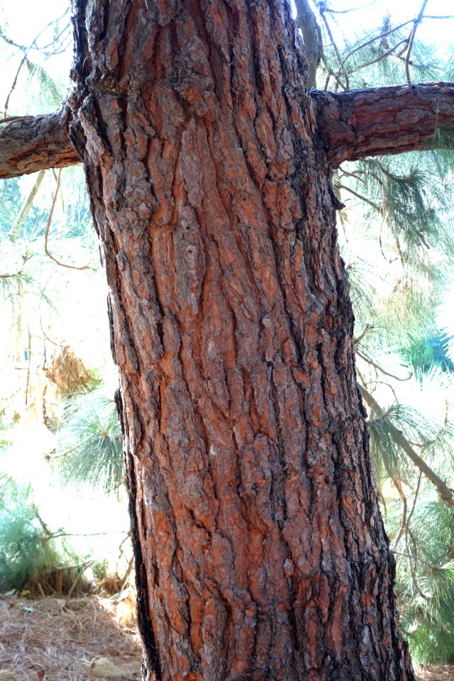 Pinus canariensis - Leaning Pine Arboretum - DSC05841