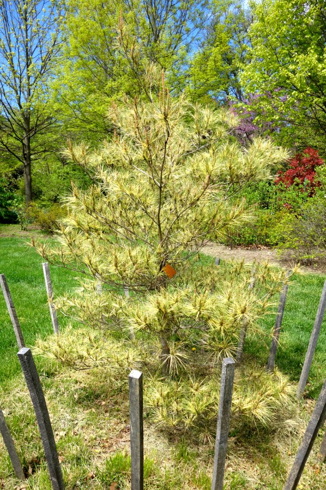 Pinus densiflora 'Oculus-Draconis' - Morris Arboretum - DSC00518