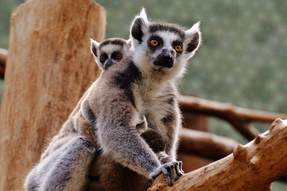 Zoo mama young animal