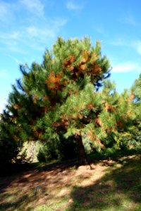 Pinus densata - Quarryhill Botanical Garden - DSC03448