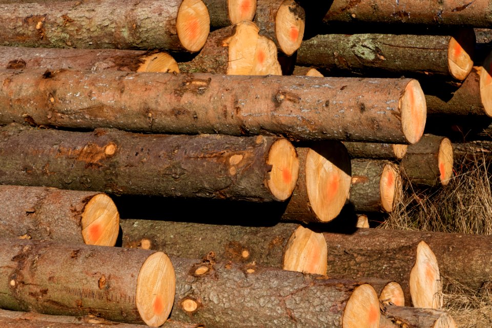 Piles of marked logs