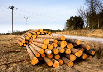 Piles of logs beside a road 3