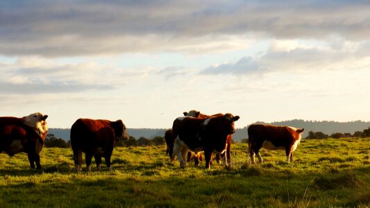 Sunset cow farm photo