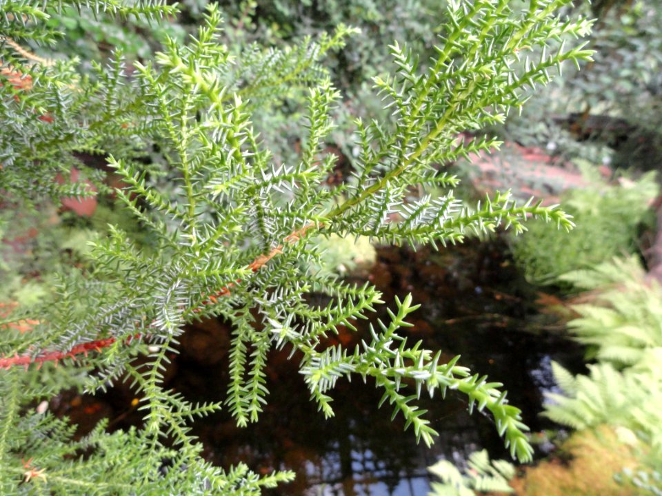 Pilgerodendron uviferum - Palmengarten Frankfurt - DSC01938
