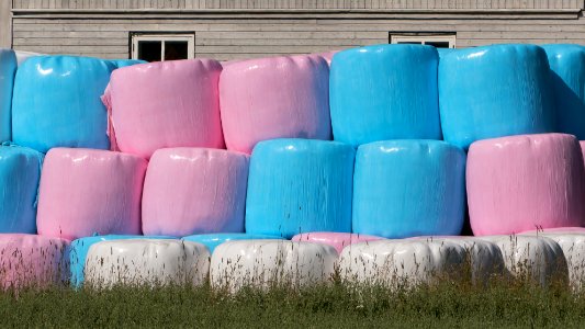 Pink white and blue silage bales in front of house