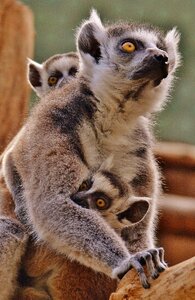 Zoo mama young animal