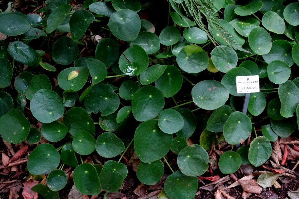 Pilea peperomioides - Botanischer Garten, Dresden, Germany - DSC08613