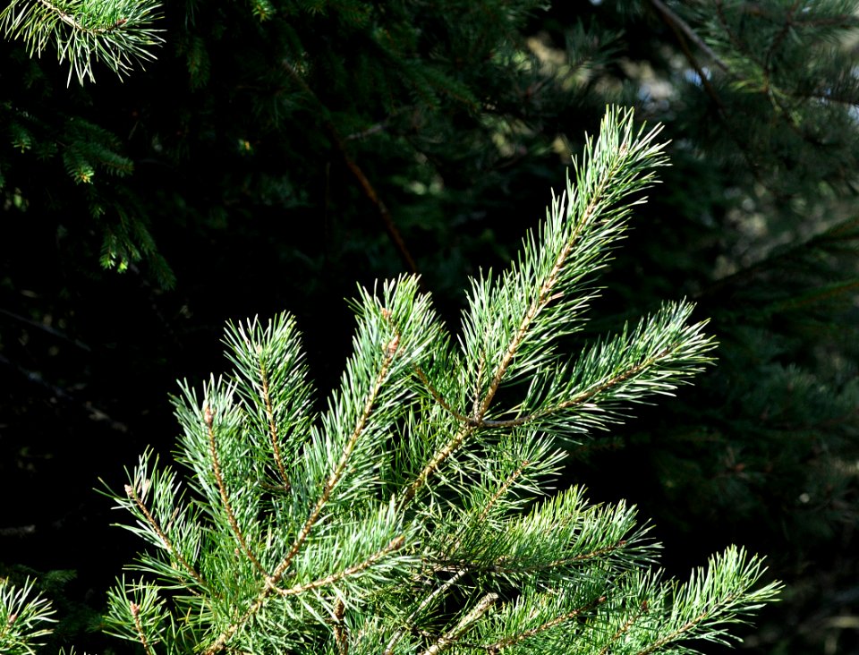 Pinus-sylvestris-04-fws