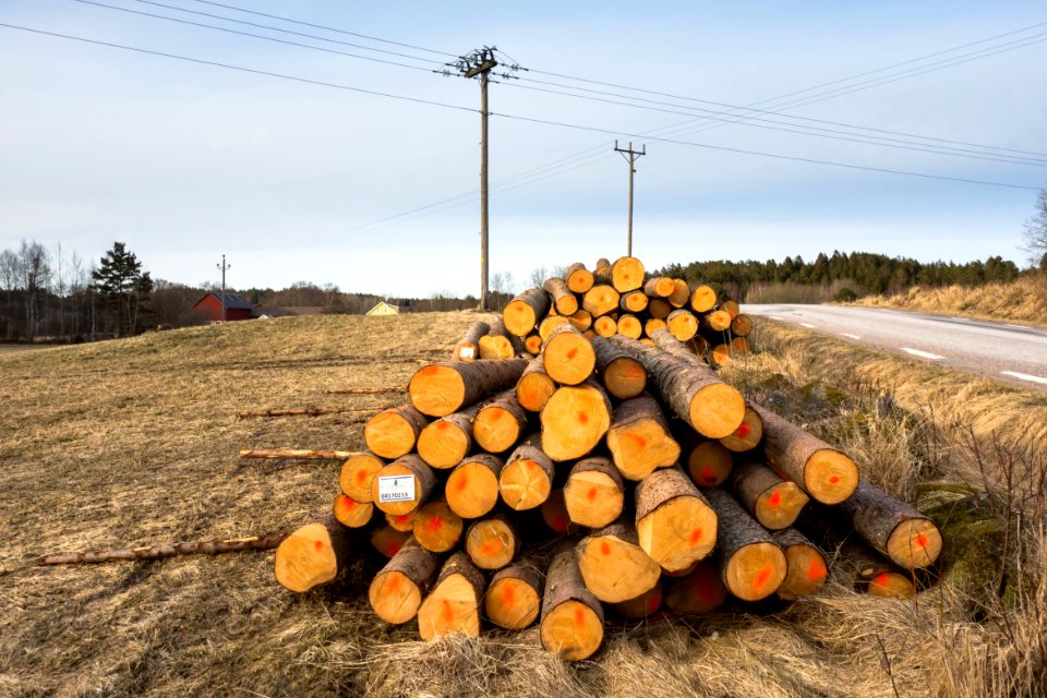 Piles of logs beside a road 2