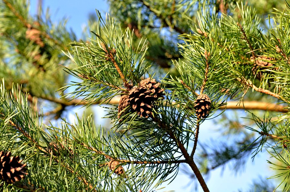 Pinus-sylvestris-09-fws