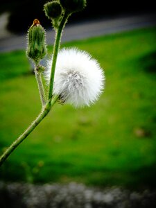 Plant hairy photography