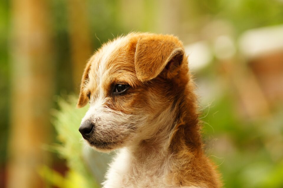 Portrait animal finlandia