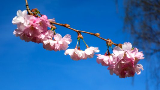 Pink double cherry blossoms in Torp 5