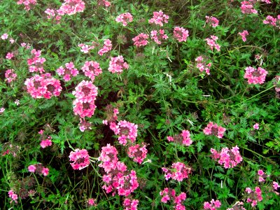 Pink and mauve flowers Da Lat