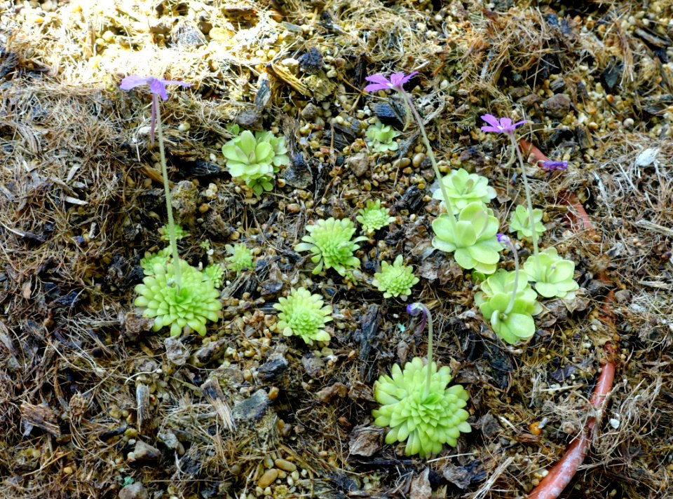 Pinguicula moranensis - Orto botanico - Rome, Italy - DSC09935