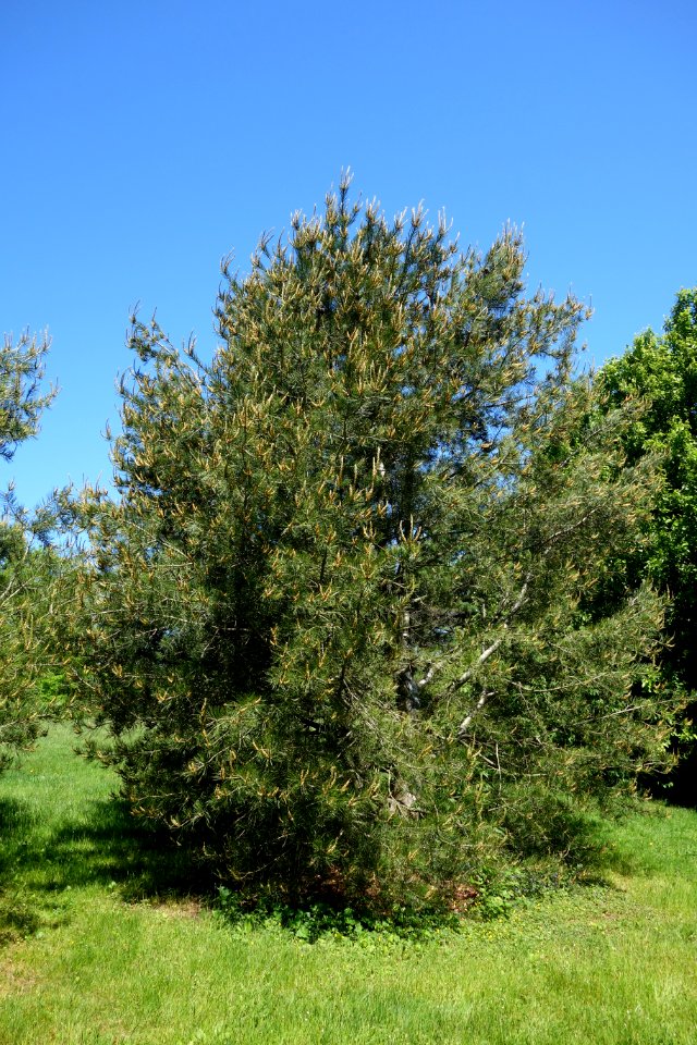 Pinus bungeana - Arnold Arboretum - DSC06780