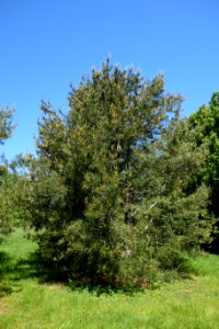 Pinus bungeana - Arnold Arboretum - DSC06780