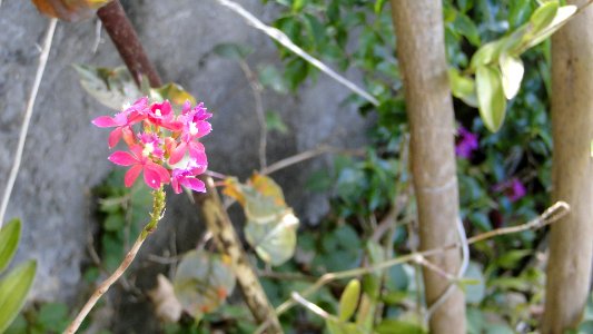 Pink Epidendrum Orchid (222646071)
