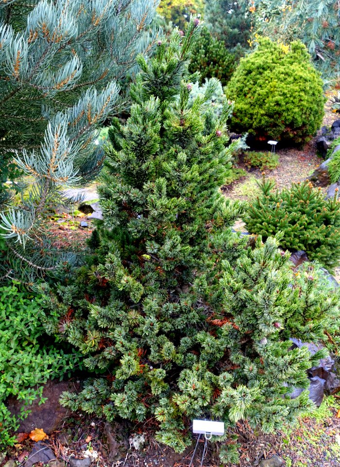 Pinus aristata - Oregon Garden - Silverton, Oregon - DSC00231