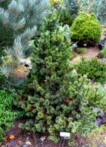 Pinus aristata - Oregon Garden - Silverton, Oregon - DSC00231