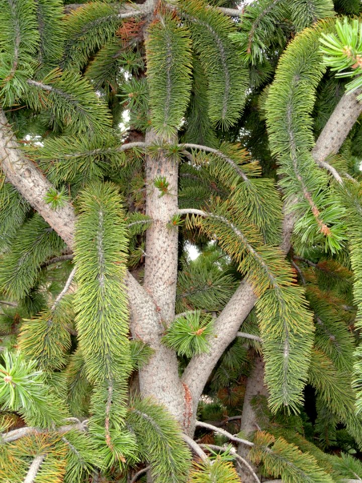 Pinus aristata - Red Butte Garden and Arboretum - DSC07544