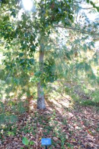 Pinus armandii - Quarryhill Botanical Garden - DSC03717