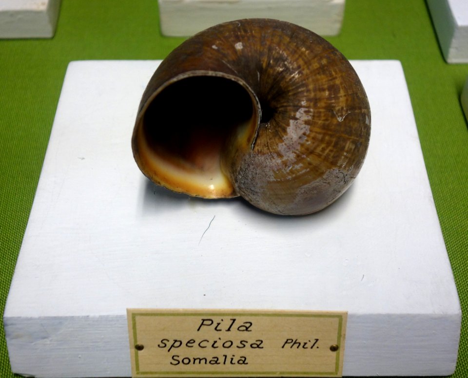 Pila speciosa - Museo Civico di Storia Naturale Giacomo Doria - Genoa, Italy - DSC03273
