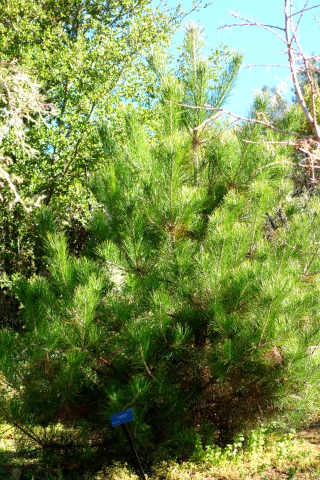 Pinus densata - Quarryhill Botanical Garden - DSC03524