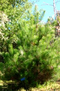Pinus densata - Quarryhill Botanical Garden - DSC03524