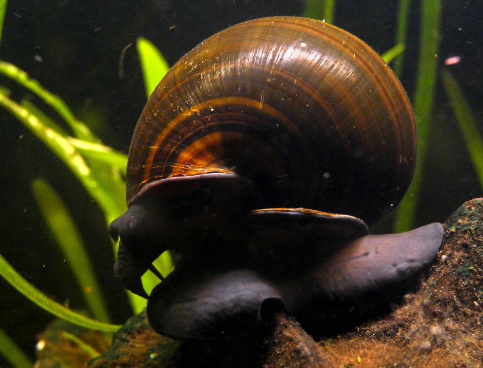 Pila wernei - Afrikanische Riesen-Apfelschnecke im Aquarium