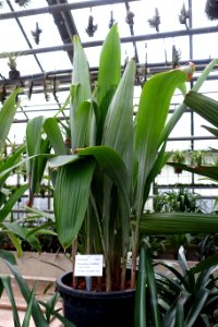 Pitcairnia corallina - Botanischer Garten - Heidelberg, Germany - DSC01207