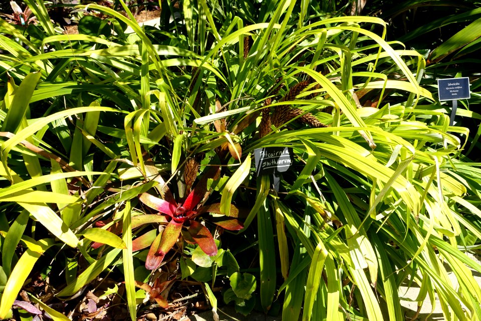 Pitcairnia smithiorum - Naples Botanical Garden - Naples, Florida - DSC09687