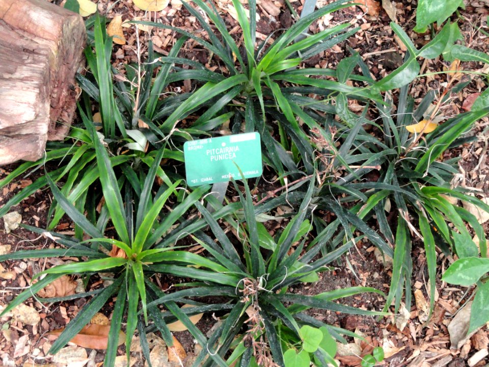 Pitcairnia punicea - Copenhagen Botanical Garden - DSC07386