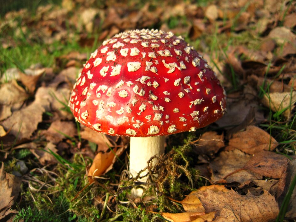 Fungal species red firs