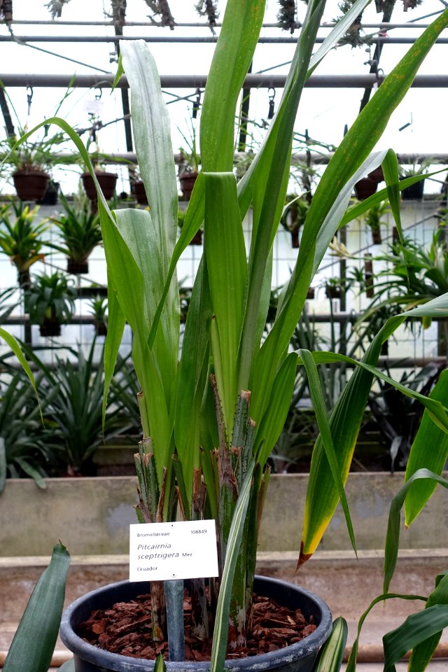 Pitcairnia sceptrigera - Botanischer Garten - Heidelberg, Germany - DSC01220