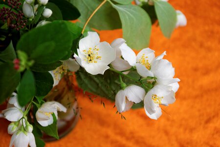 Orange fragrance blossom