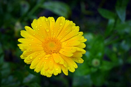 Close up flower calendula officinalis
