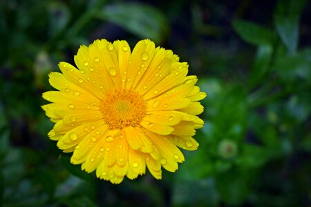 Close up flower calendula officinalis photo