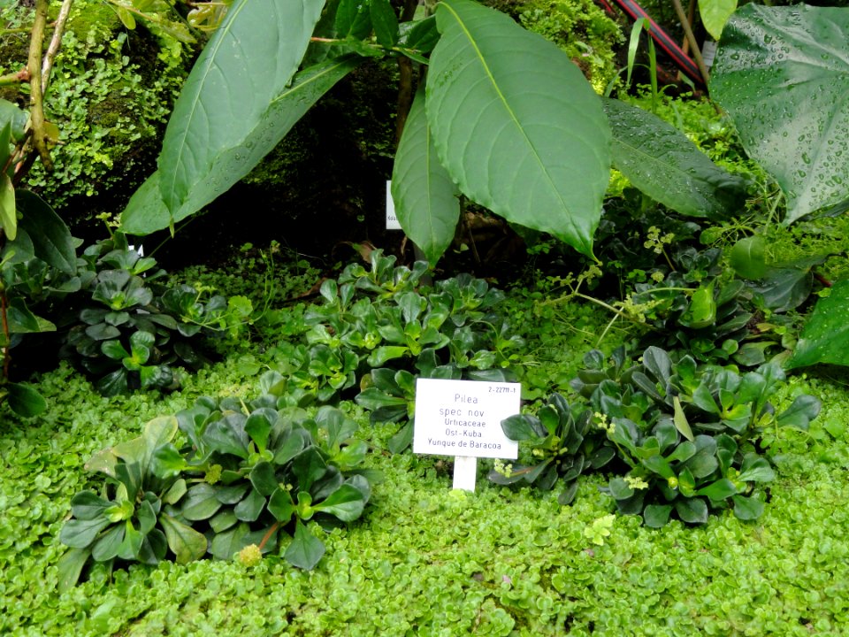 Pilea spec. nov. - Palmengarten Frankfurt - DSC01856