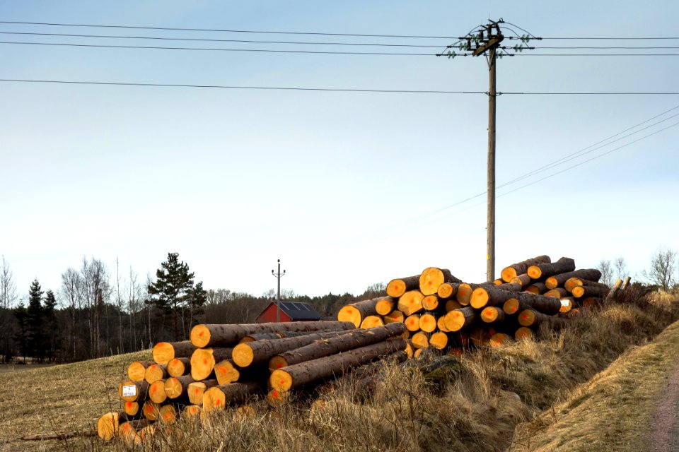 Piles of logs beside a road 1