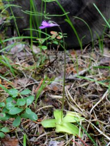 Pinguicula vulgaris Kemi, Finland 15.07.2013