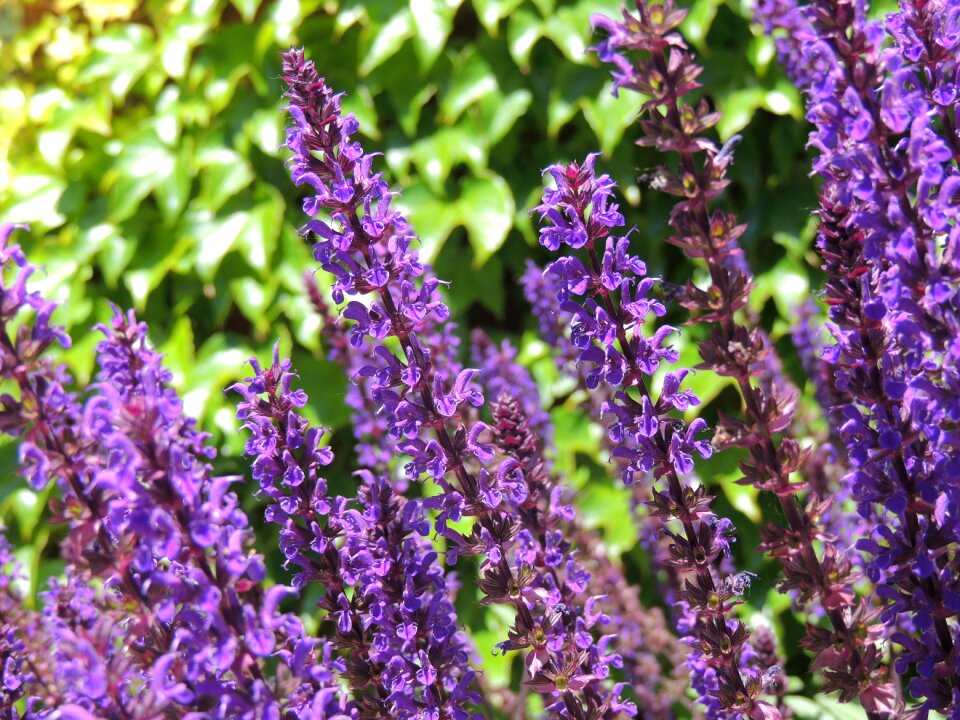 Flowers nature garden