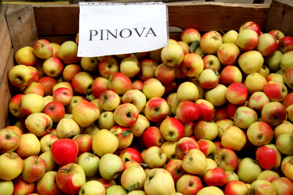 Pinova (apple) 3