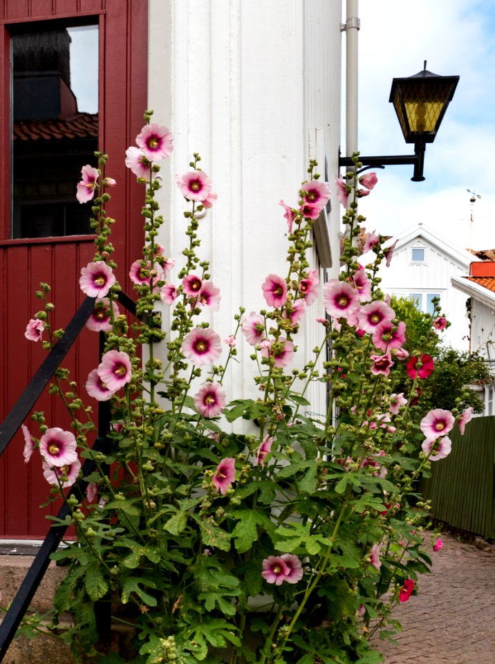 Pink hollyhock at Gamla Strandgatan 48, Gamlestan, Lysekil