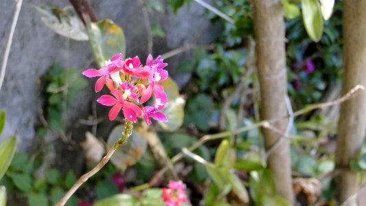 Pink Epidendrum Orchid (222646073)