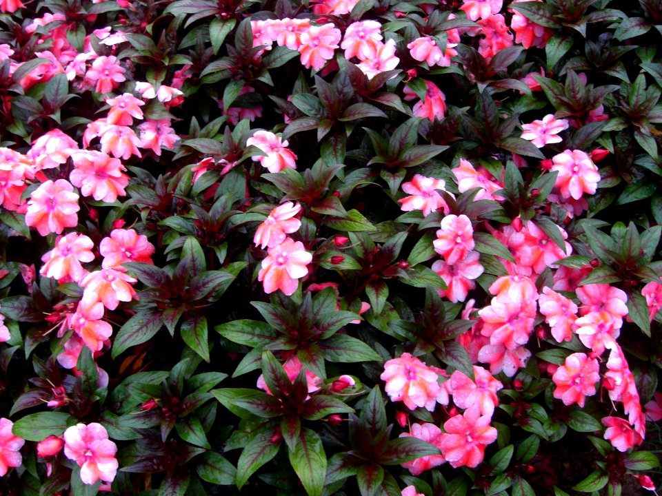 Pink flowers Dalat